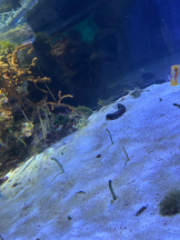 PURITY - ほたるの女の子ブログ画像