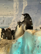 PURITY - ほたるの女の子ブログ画像