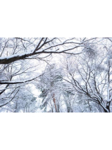 PURITY - ほたるの女の子ブログ画像