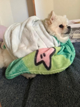 PURITY - ほたるの女の子ブログ画像