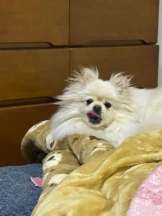 PURITY - ほたるの女の子ブログ画像