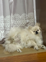 PURITY - ほたるの女の子ブログ画像