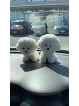 PURITY - ほたるの女の子ブログ画像