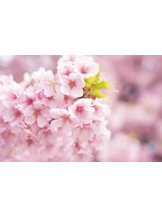 PURITY - ほたるの女の子ブログ画像