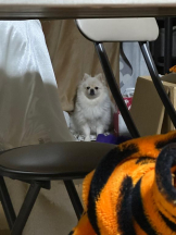 PURITY - ほたるの女の子ブログ画像