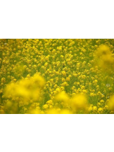 PURITY - ほたるの女の子ブログ画像