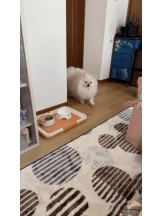 PURITY - ほたるの女の子ブログ画像