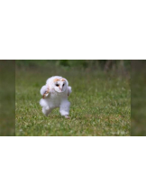 PURITY - ほたるの女の子ブログ画像