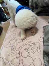 PURITY - ほたるの女の子ブログ画像