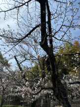 PURITY - ほたるの女の子ブログ画像