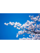 PURITY - ほたるの女の子ブログ画像