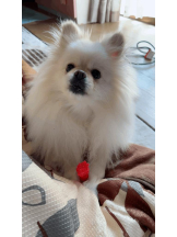 PURITY - ほたるの女の子ブログ画像