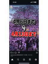 PURITY - ほたるの女の子ブログ画像