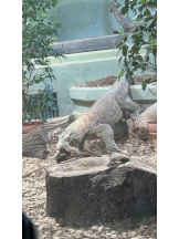 PURITY - ほたるの女の子ブログ画像