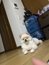 PURITY - ほたるの女の子ブログ画像