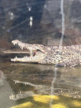 PURITY - ほたるの女の子ブログ画像