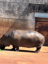 PURITY - ほたるの女の子ブログ画像