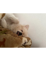 PURITY - ほたるの女の子ブログ画像