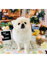 PURITY - ほたるの女の子ブログ画像