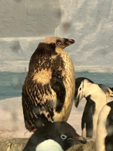 PURITY - ほたるの女の子ブログ画像