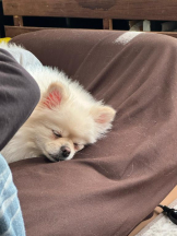 PURITY - ほたるの女の子ブログ画像