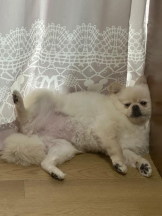 PURITY - ほたるの女の子ブログ画像