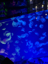 PURITY - ほたるの女の子ブログ画像