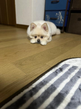 PURITY - ほたるの女の子ブログ画像