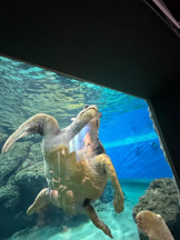 PURITY - ほたるの女の子ブログ画像