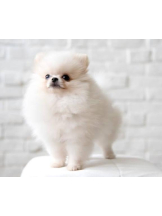 PURITY - ほたるの女の子ブログ画像