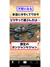 PURITY - ほたるの女の子ブログ画像