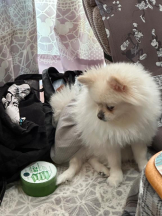 PURITY - ほたるの女の子ブログ画像