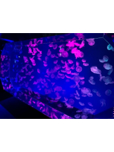 PURITY - ほたるの女の子ブログ画像