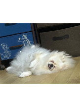 PURITY - ほたるの女の子ブログ画像