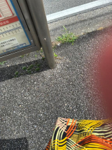 PURITY - ほたるの女の子ブログ画像