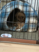 PURITY - ほたるの女の子ブログ画像