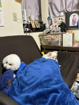 PURITY - ほたるの女の子ブログ画像