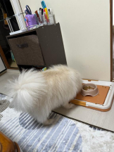 PURITY - ほたるの女の子ブログ画像