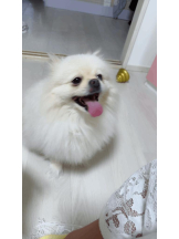 PURITY - ほたるの女の子ブログ画像