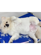 PURITY - ほたるの女の子ブログ画像