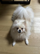 PURITY - ほたるの女の子ブログ画像