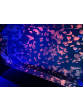 PURITY - ほたるの女の子ブログ画像