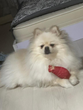 PURITY - ほたるの女の子ブログ画像