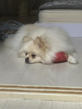 PURITY - ほたるの女の子ブログ画像