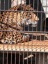 PURITY - ほたるの女の子ブログ画像