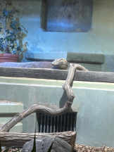 PURITY - ほたるの女の子ブログ画像