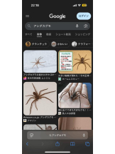 PURITY - ほたるの女の子ブログ画像