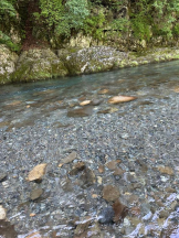 PURITY - ほたるの女の子ブログ画像