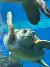 PURITY - ほたるの女の子ブログ画像