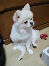 PURITY - ほたるの女の子ブログ画像